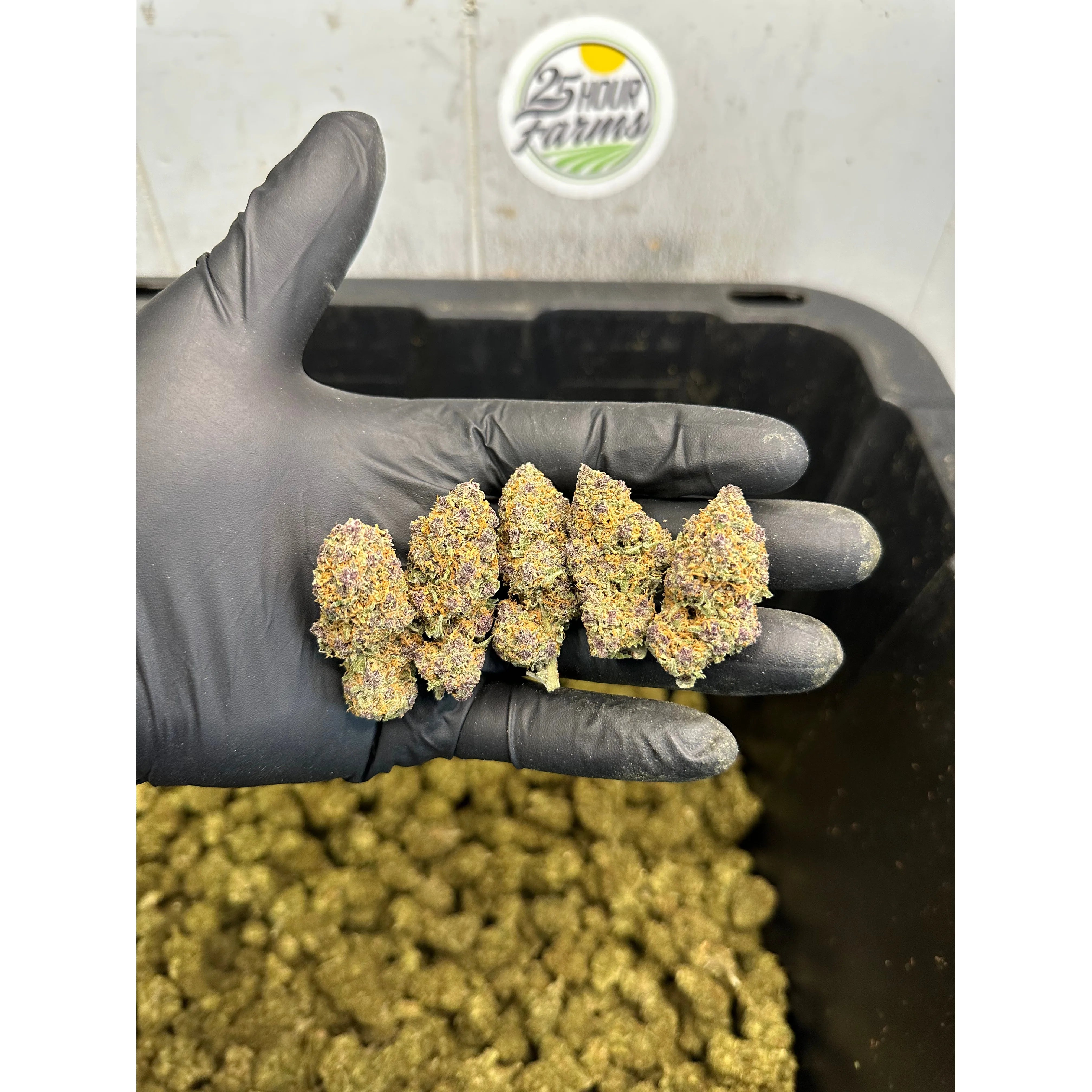 Indoor Cashmere Kitty Hemp Flower